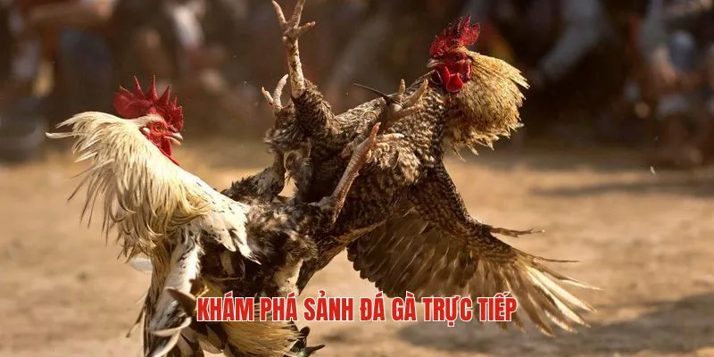 Khái quát sơ lược về sảnh đá gà trực tiếp BET88